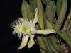 Rhyncholaelia digbyana (Мексика)